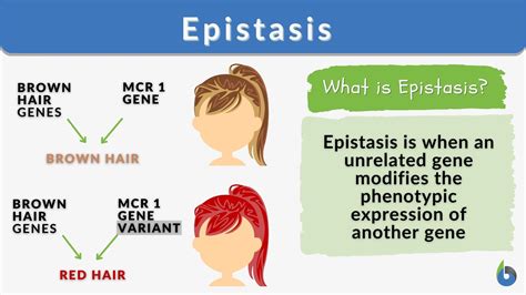 Epistasis